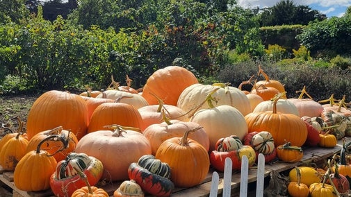 A vibrant display of pumpkins nestled among autumn leaves at Gunby Estate Hall and Gardens, capturing the seasonal charm and inviting atmosphere of fall activities like harvest festivals and garden walks.